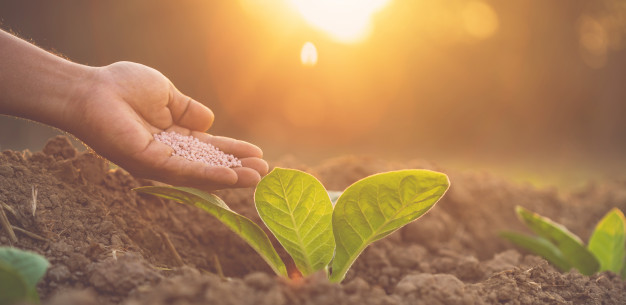 Découvrez les vertus nutritionnelles des légumes oubliés