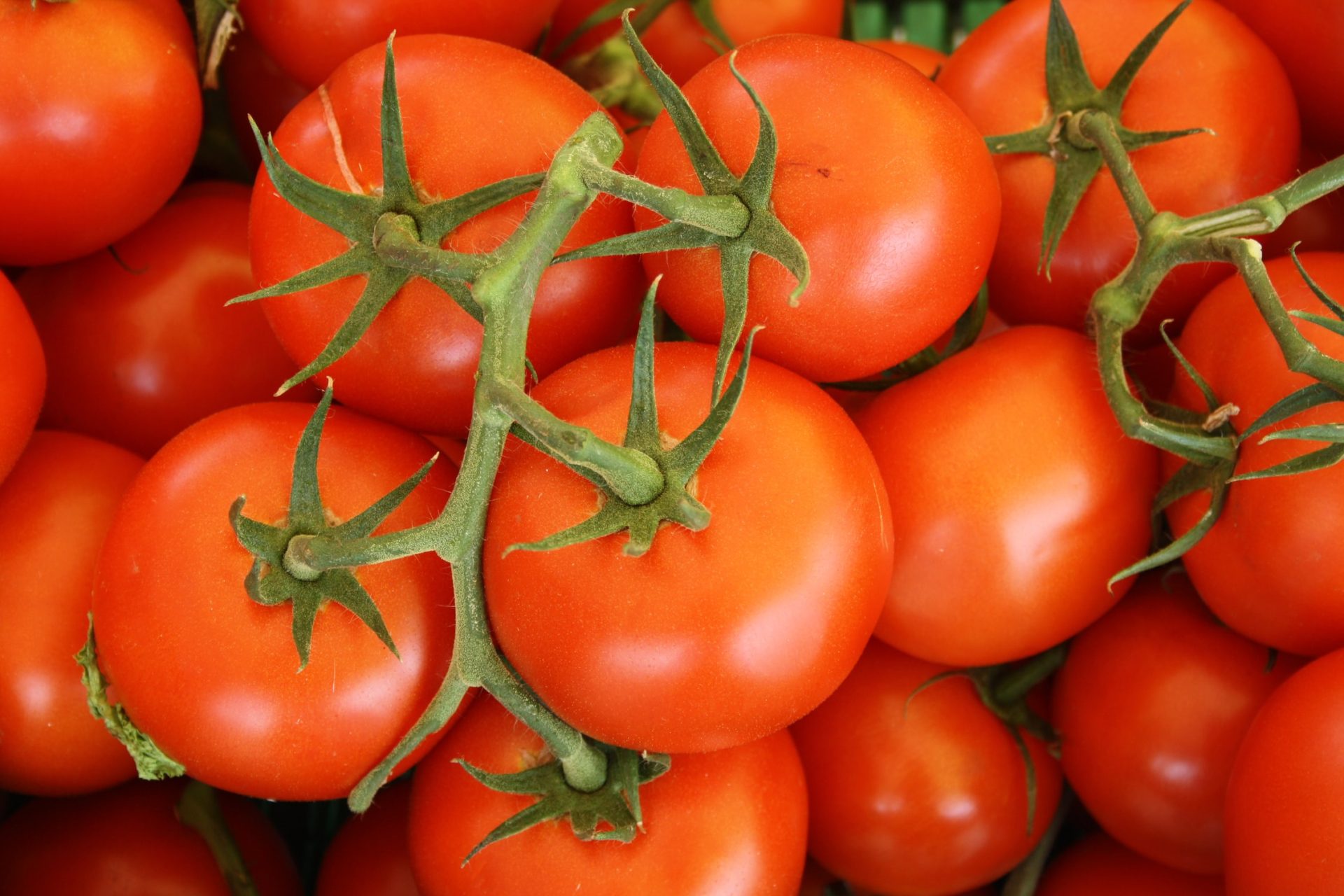 Découvrez tous les bienfaits nutritionnels de la tomate