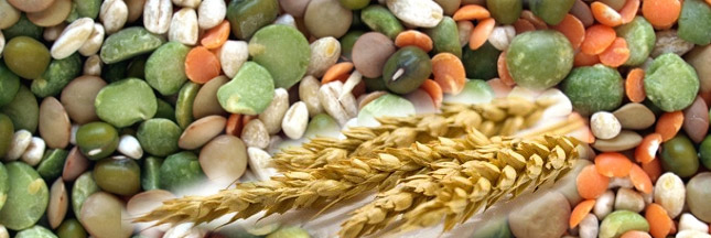 Les fibres coupe faim