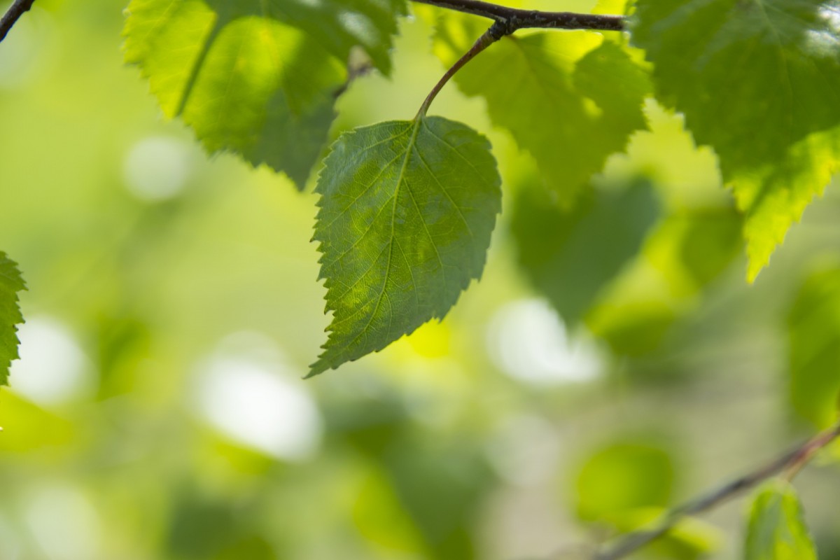 Le printemps est de retour ! Mini Mag