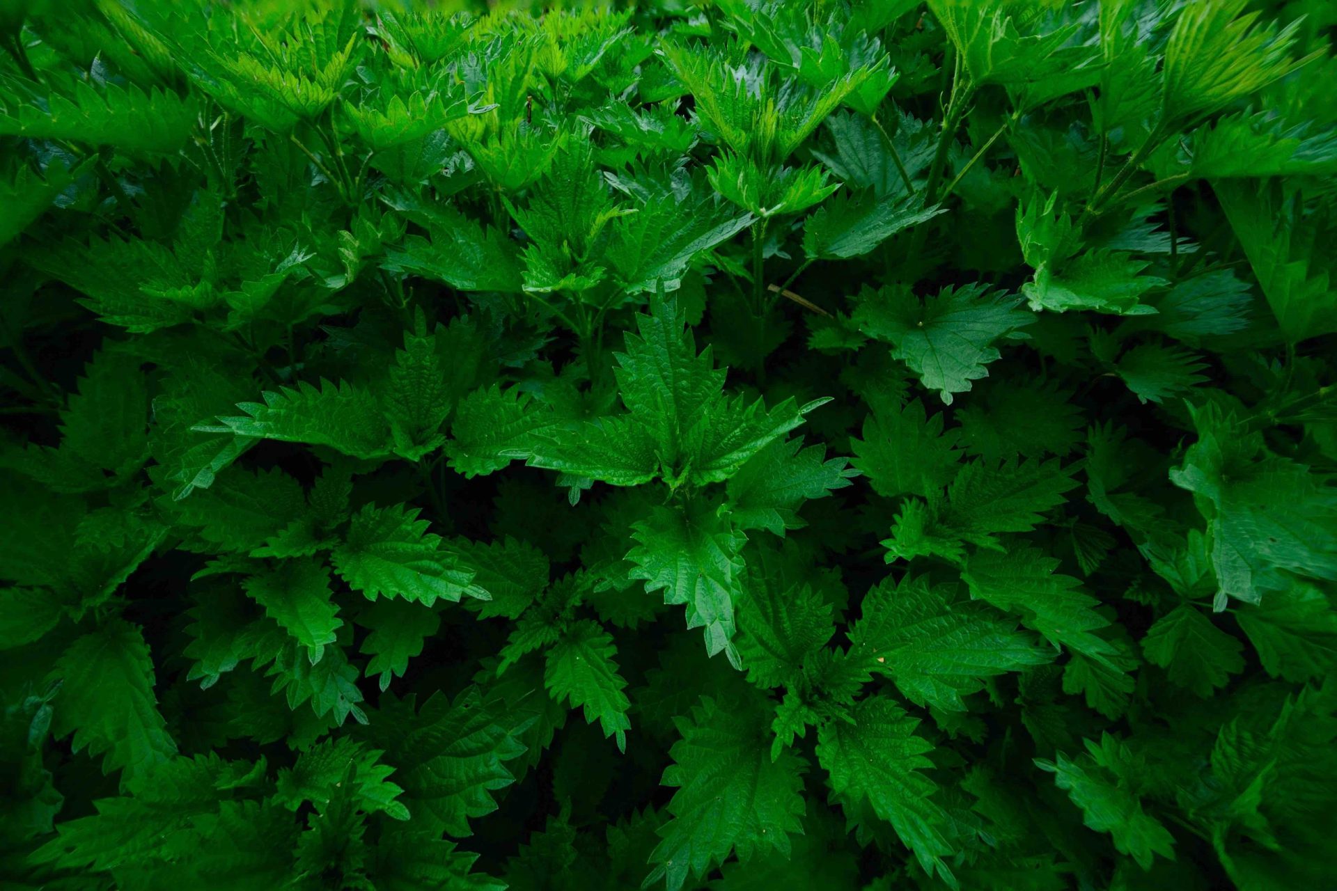 L’ortie : une plante magique pour la santé et la beauté !